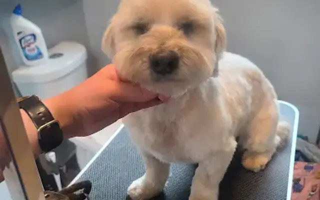 Goddess Grooming, LLC in Salem, OR