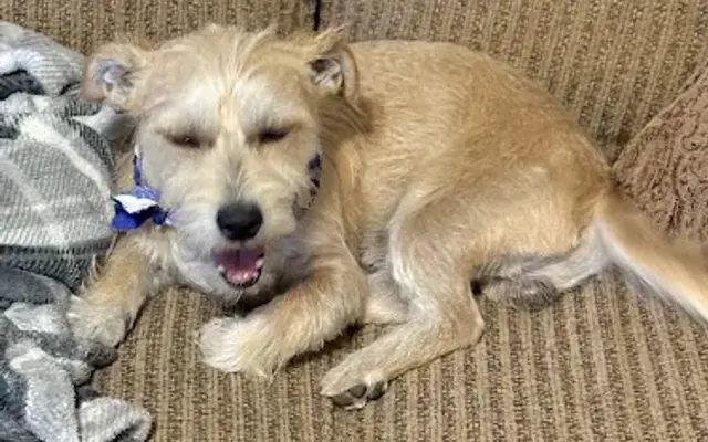 Pawfect Grooming LLC in Casa Grande, AZ