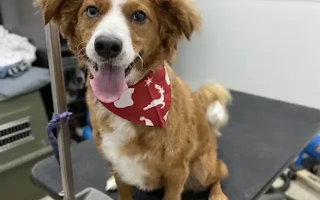 Fern & Fur Dog Grooming LLC in Schofield, WI