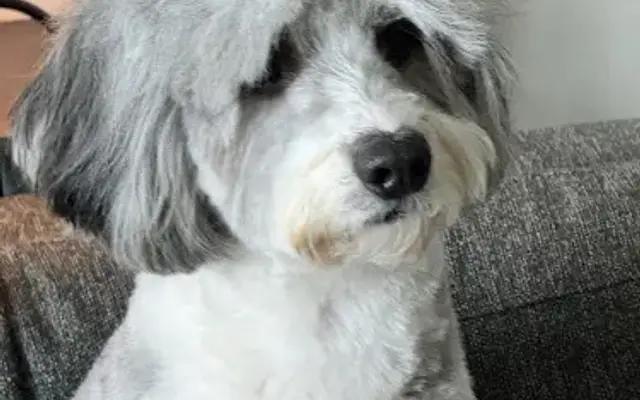 Wink Dog Salon in Walnut Creek, CA