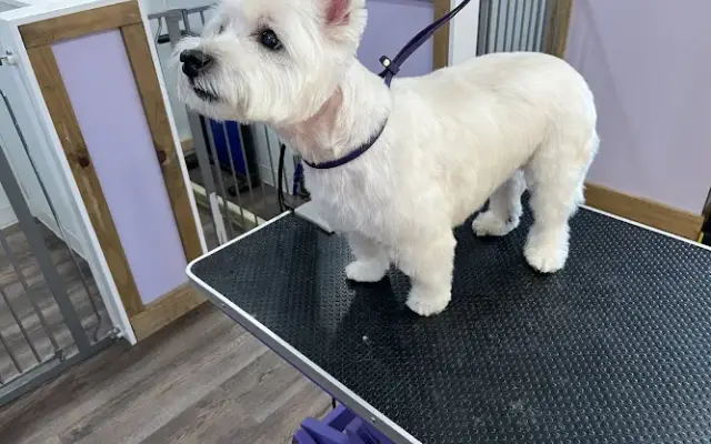 Paws Plus Grooming in Cranberry, PA