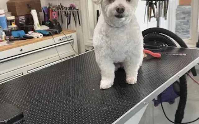 Leslie groomer in West Covina, CA