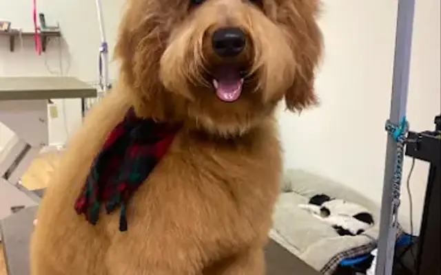 Miss Charlotte's Pampered Pets in Yuba City, CA