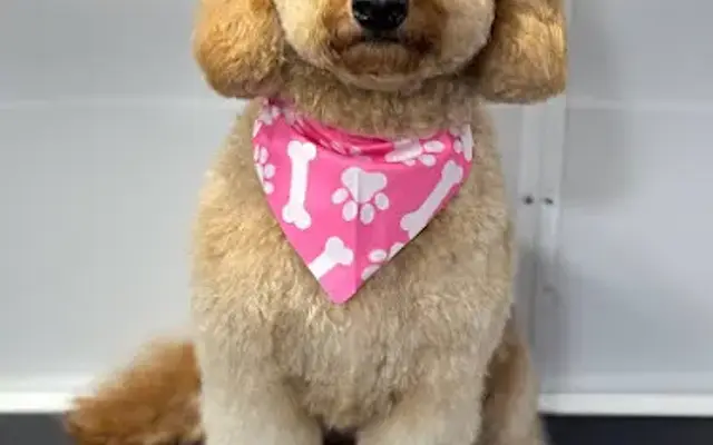 Pretty Dogs Mobile Grooming in Orlando, FL