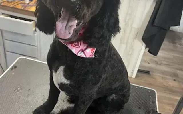 JC's Purrfect Pooch Parlor & Kenneling LLC. in Emlenton, PA