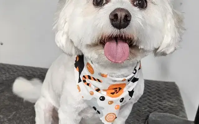 O My Dog Mobile Grooming in Vero Beach, FL