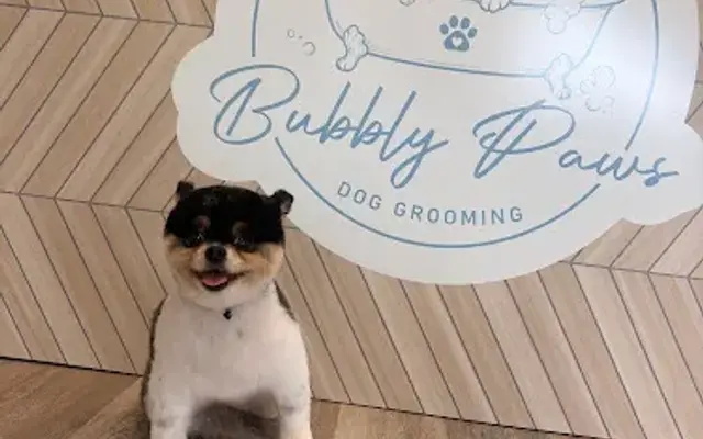 Bubbly Paws Dog Grooming in Midland, TX