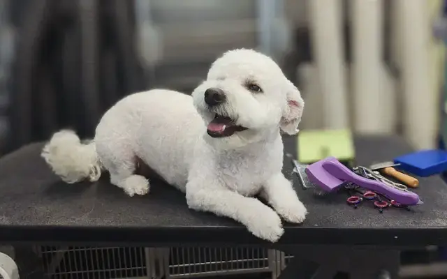 Floof Lab in Leesburg, VA