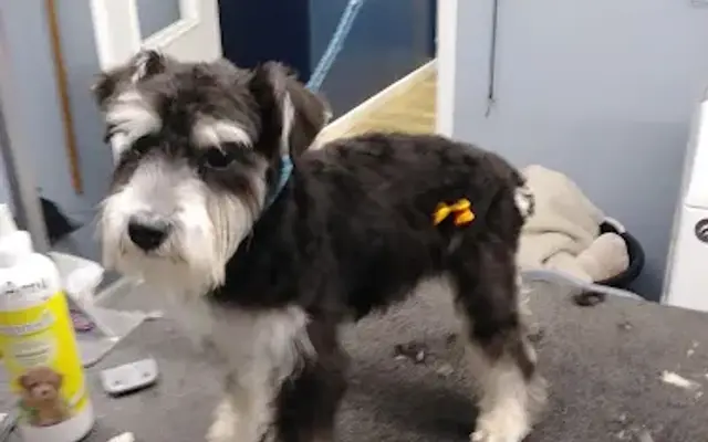 Tails-A-Waggin Animal Hospital & Pet Resort in Fort Myers, FL