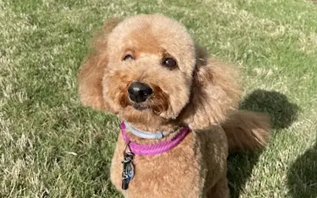 PAWS Pet Concierge in Wendell, NC