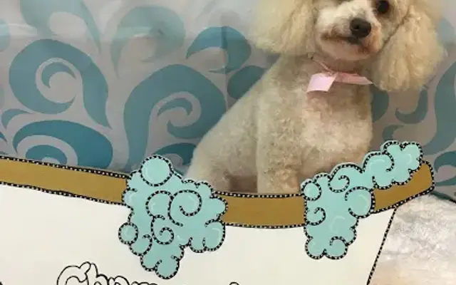 Charming Mobile Grooming in Landrum, SC