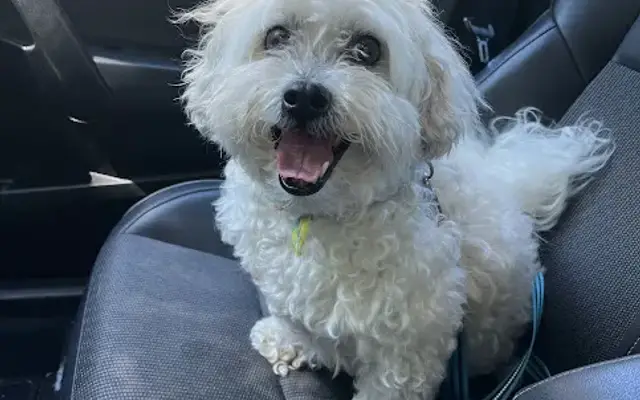 Lovely Pups Grooming Spa in Denver, IA