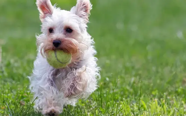 Country Club for Dogs in San Angelo, TX