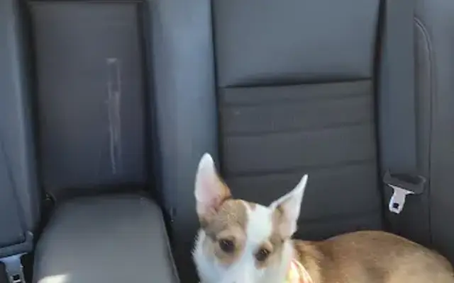 PetSmart Grooming in Selma, TX