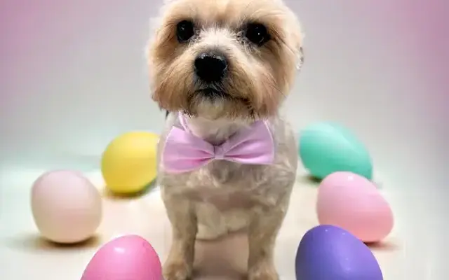Pretty Pets Mobile Grooming in Rayland, OH