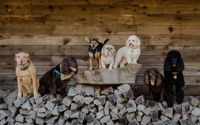 Simply Fur Grooming, LLC. in Mocksville, NC