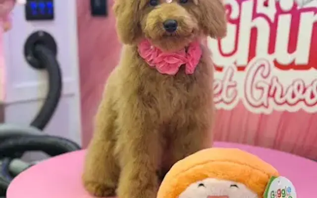Chima Pet Grooming in Miami, FL