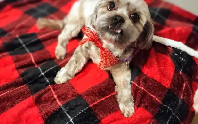 Howlistic Grooms LLC in North Fort Myers, FL