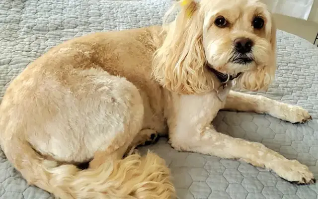 PetSmart Grooming in Monument, CO