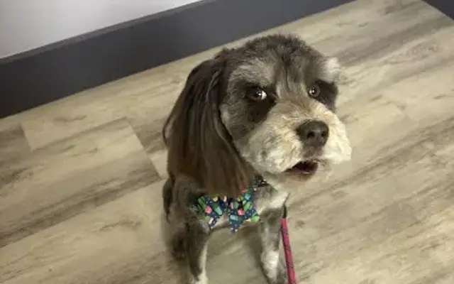 Petopia Pet Salon in Seguin, TX