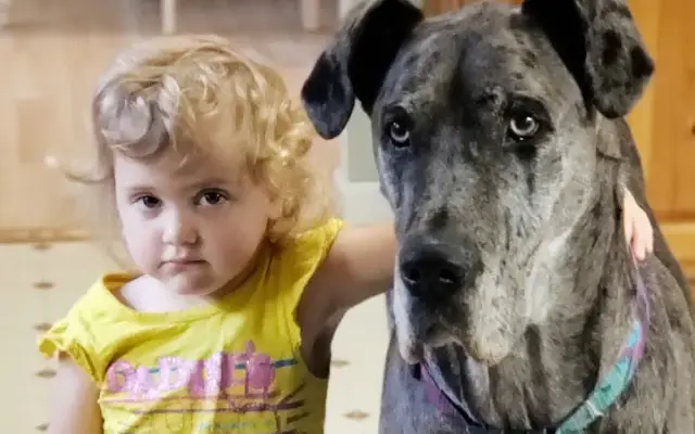 Kim's K-9 Connection in Hendersonville, NC
