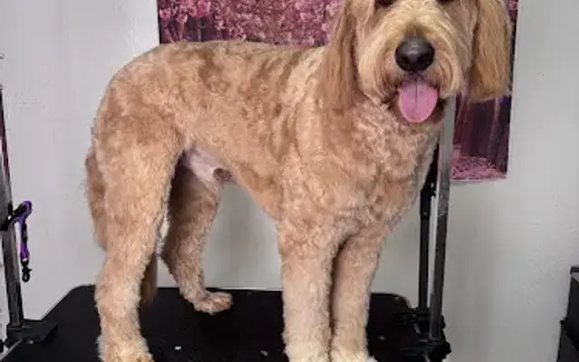 Special Paws Grooming in Tampa, FL
