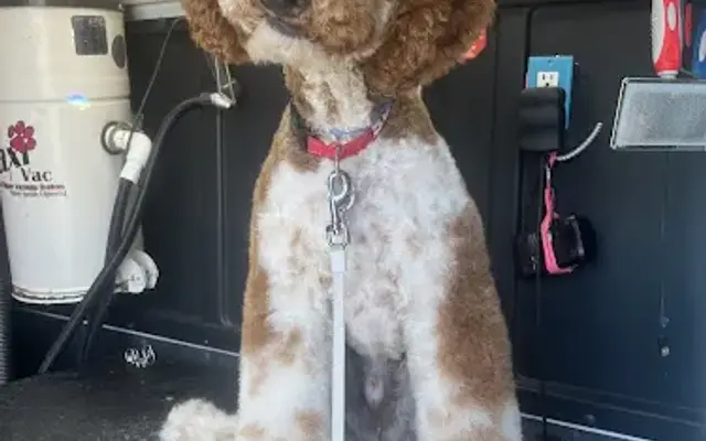 Bark In Style in El Paso, TX