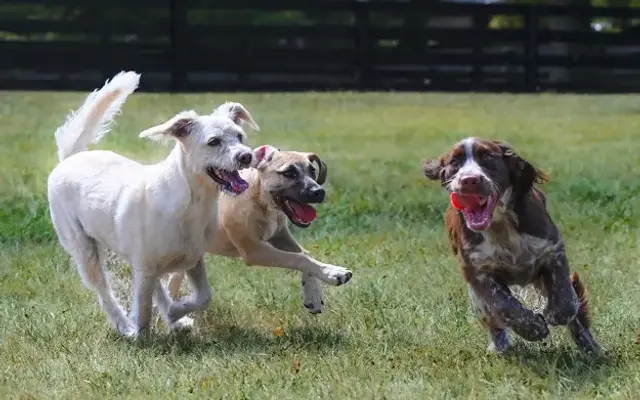 Kennel Des Les Anges in Waynesville, OH