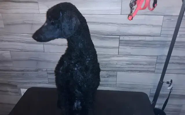 KC's Cuddles & Care Pet Services in Bronx, NY