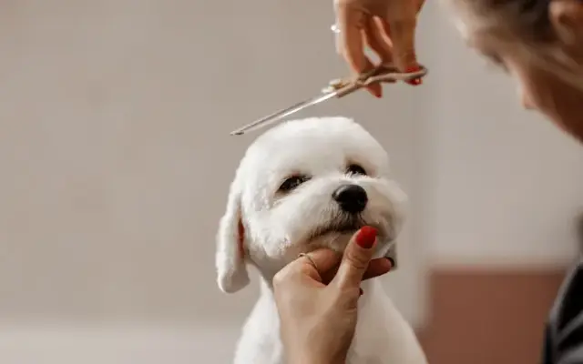 Rosemary's Grooming in Merrionette Park, IL