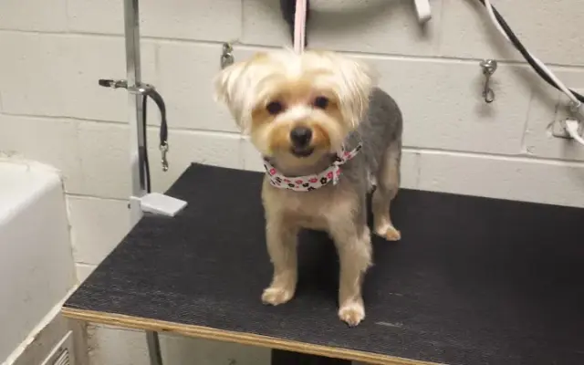 Posh Paws By Devon in Jackson, MI