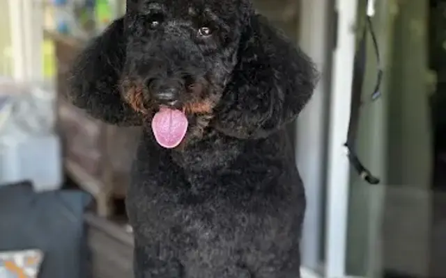 The Pet Stylist Maui in Paia, HI
