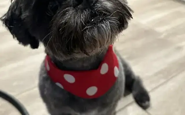 Bella's Paw Spa in Mesa, AZ