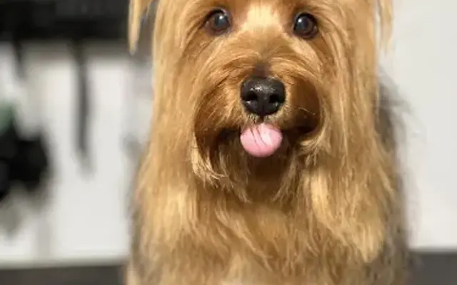 The Fur Lounge dog grooming in Eugene, OR