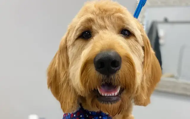 Love Leigh Grooming LLC in Lawrenceburg, KY