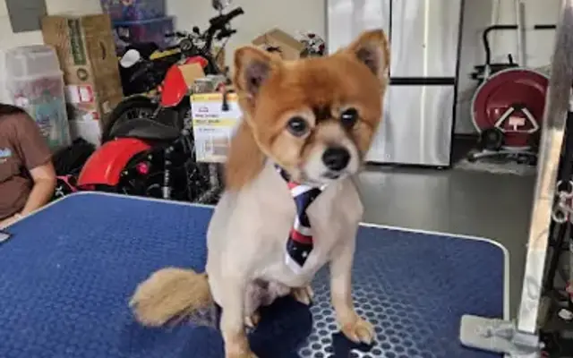 Nessy’s Grooming in Grand Prairie, TX
