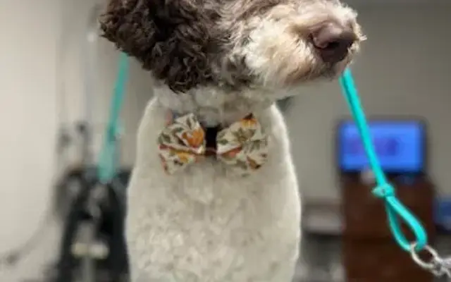 Posh Pups by Tamara Dog Grooming Orangeburg in Orangeburg, SC