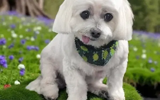 Spud Pup Traveling Dog Spa in Meridian, ID