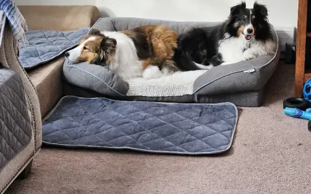 L Sweet Pet Grooming in Farmington, NH