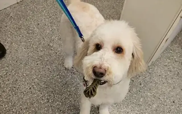 Cuts For Mutts in Alpena, MI