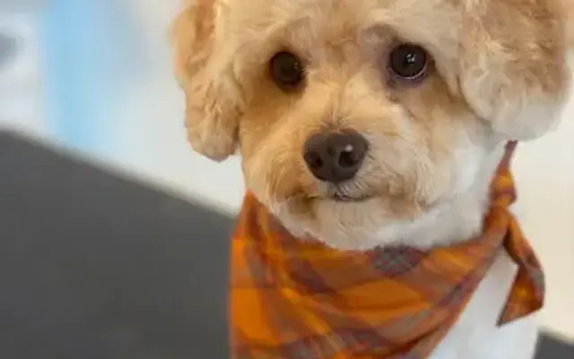 Paws Up Luxury Dog Spa in Webster, NY
