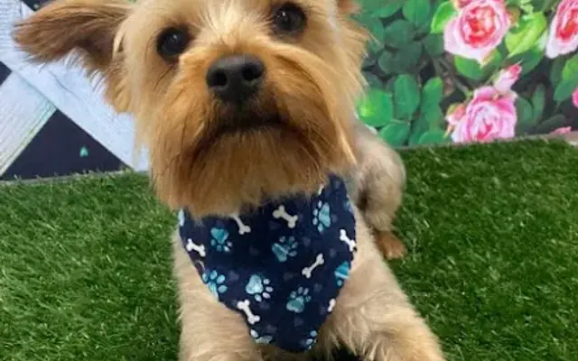 The Diamond Collar Pet Spa in Cadiz, OH