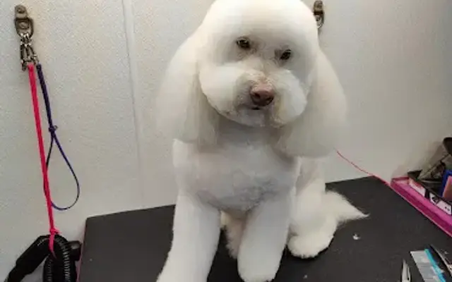 Bossy Pawz LLC, Mobile dog Spa in Magnolia, TX