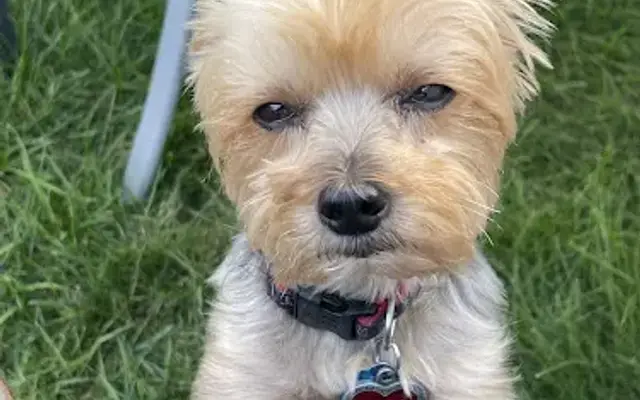 Canine Cottage Groom Spa & Salon in Westbury, NY