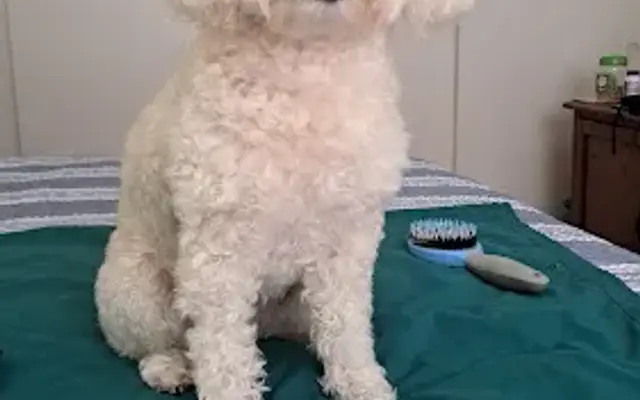 Hi Doggie in Monterey Park, CA