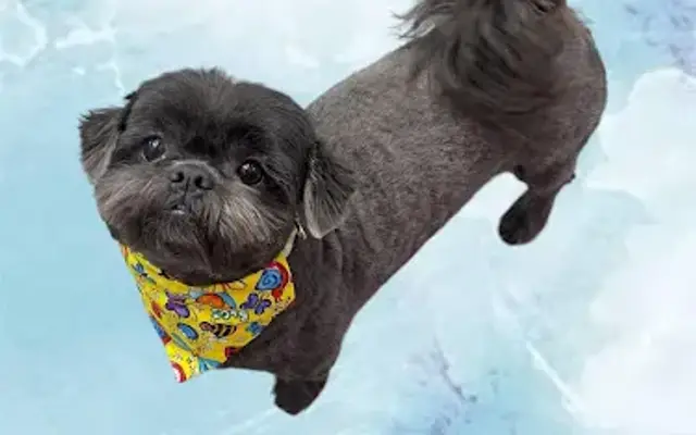 Waggin’ & Revvin’ Grooming and Boarding in Montpelier, OH