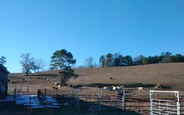 Donna's Pet Grooming in Talladega, AL