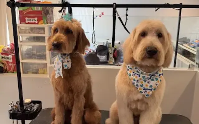 XoloDoggie Pet Grooming Baldwin Park in Baldwin Park, CA