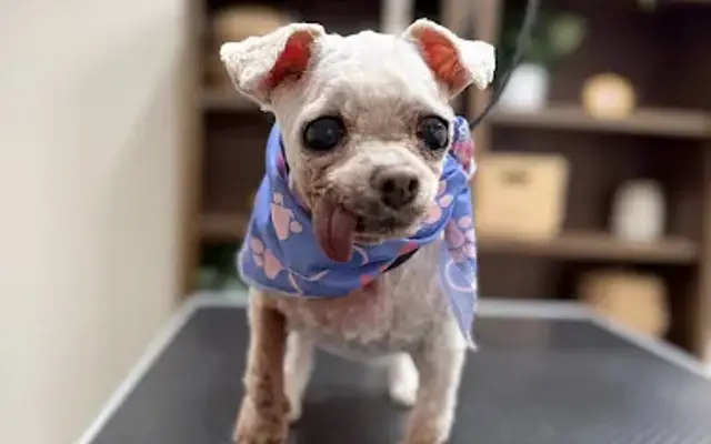 Doggone Paws in Bellflower, CA