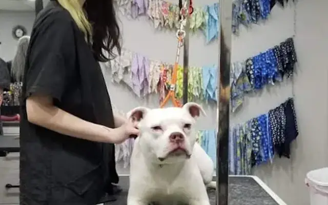 4 Paws Grooming in Farmington, MO